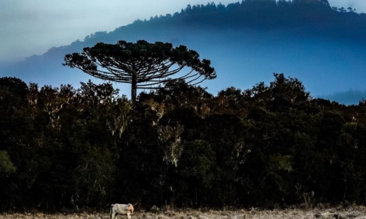 Frente fria e massa polar trazem neve e geada a SC