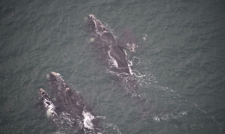 85 baleias avistadas e uma missão: proteger