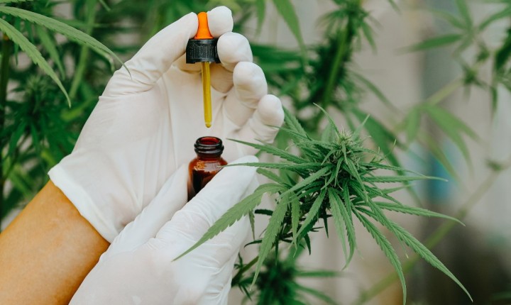 Uso científico de maconha é barrado na Alesc