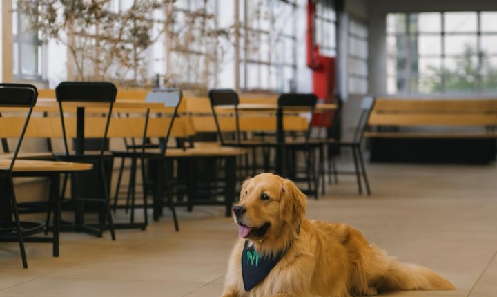 Dia dos pets movimenta Coqueiros com feira cheia de atrações