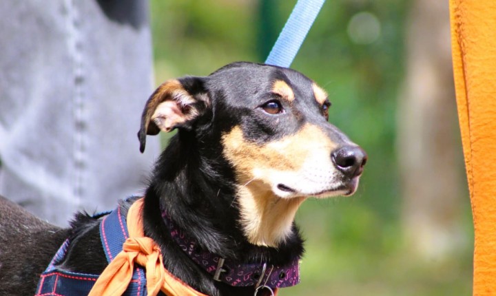 Evento em São José incentiva adoção consciente de pets