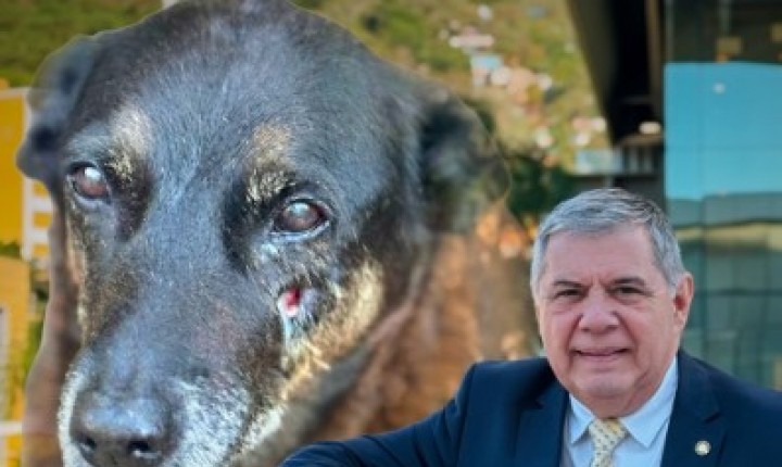 Lei Orelha endurece punições por maus-tratos animais