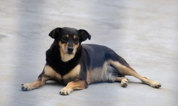 SC amplia ações de proteção animal