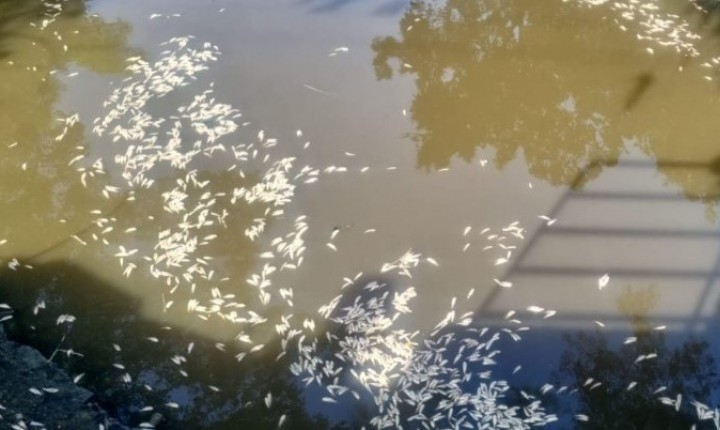 Mortandade de peixes intriga Grande Florianópolis