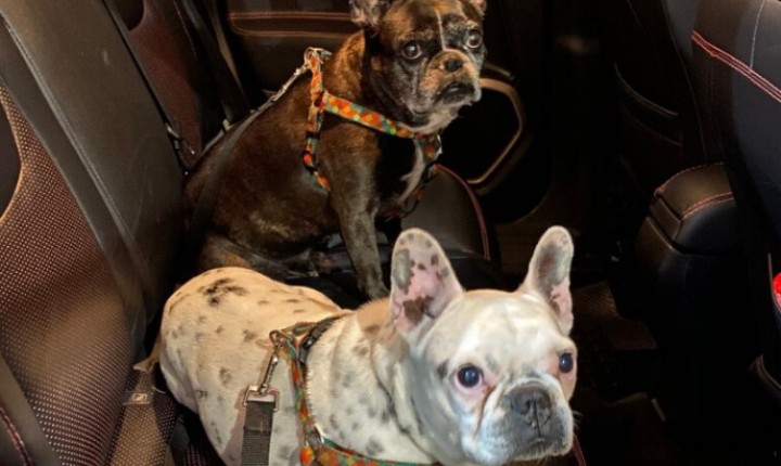 Alesc aprova lei com aviso sobre pets em carros