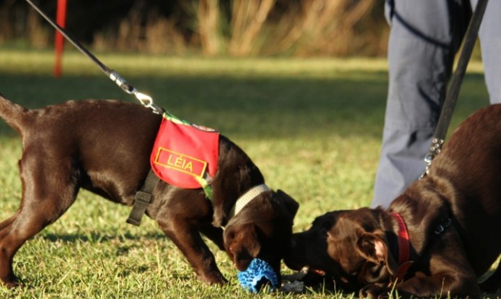 Dupla canina do CBMSC encerra carreira