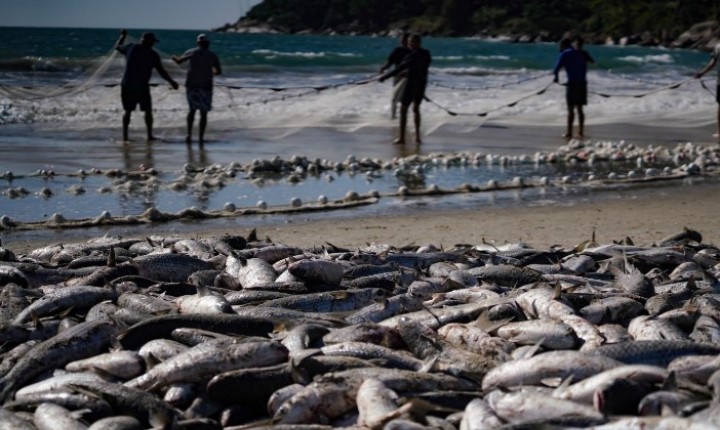 Pesca da tainha rende números históricos em SC