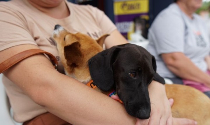 SC chega a 44 mil castrações de animais 