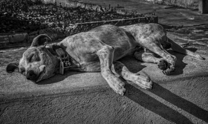 Palhoça lidera triste ranking de maus-tratos a animais