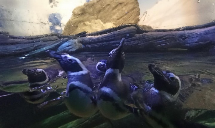 Visitantes do mar já dão show nas praias de SC