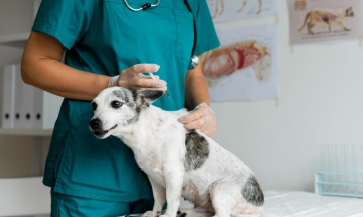 Pets ganham vacinação gratuita em São José