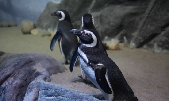 Pinguins e baleias chegam ao litoral catarinense