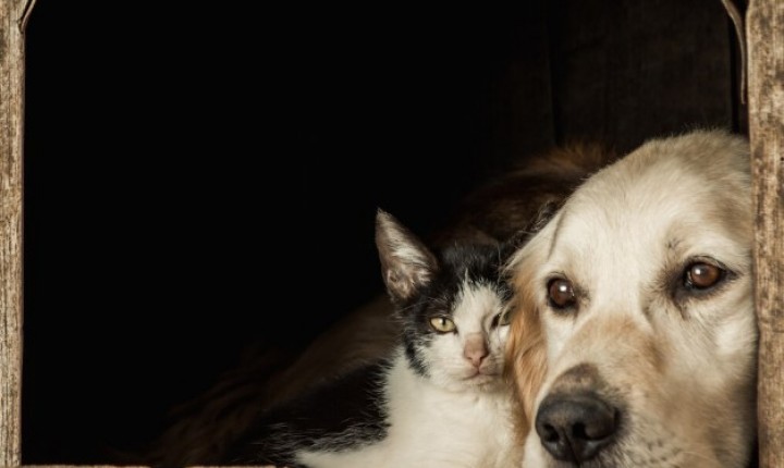 SinPatinhas registra 49 mil animais em SC