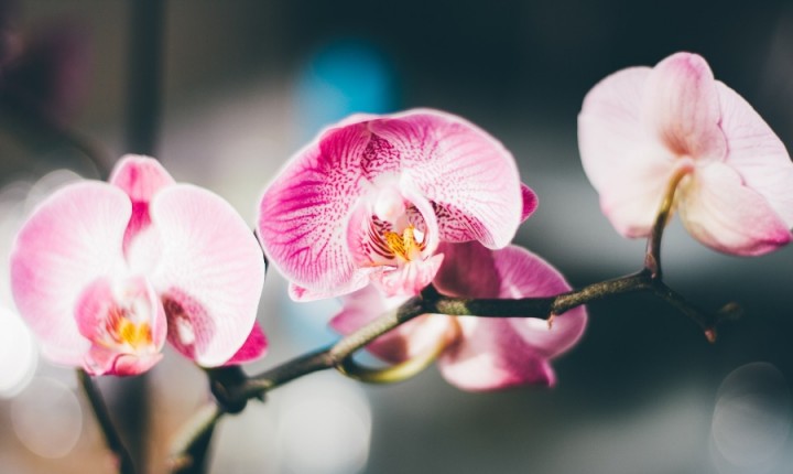 Flores que precisam de muita luz e pouca água são ideais para o verão