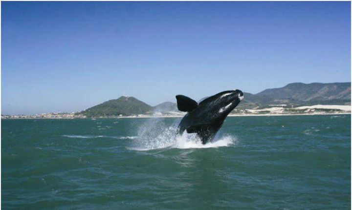 Turismo de observação de baleias será reativado em Santa Catarina