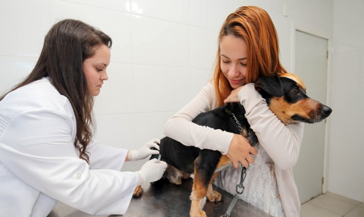 Florianópolis retoma atendimento ambulatorial a animais