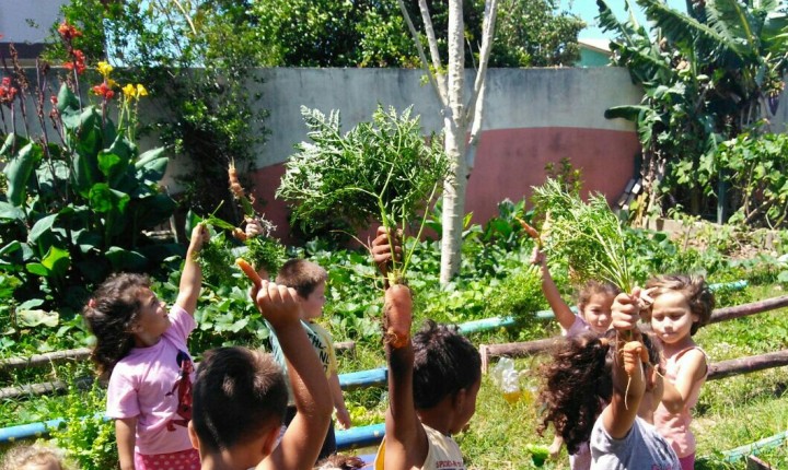 Creche Municipal de Florianópolis tem galinheiro educativo