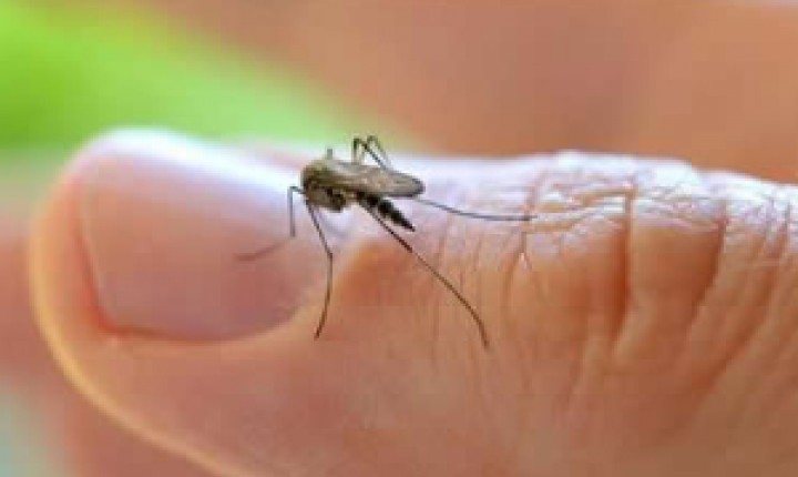 Mais de 60 municípios são considerados infestados pelo mosquito Aedes aegypti