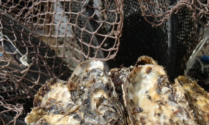 Ministério da Agricultura autoriza comercialização de mariscos de Santa Catarina com outros estados