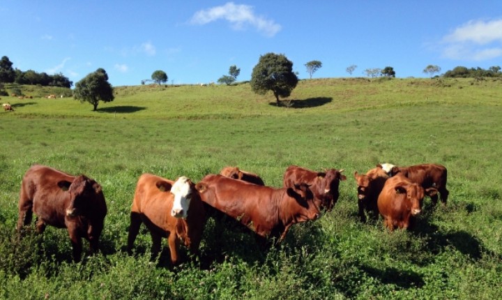 Santa Catarina completa 11 anos como único Estado do país livre de febre aftosa sem vacinação