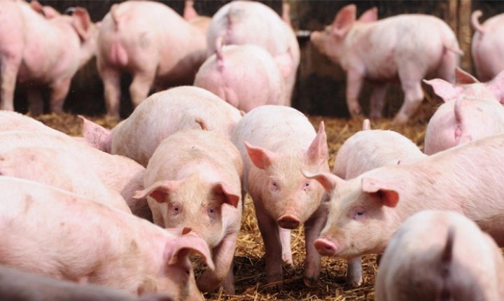 SC quer exportar carne suína para o México