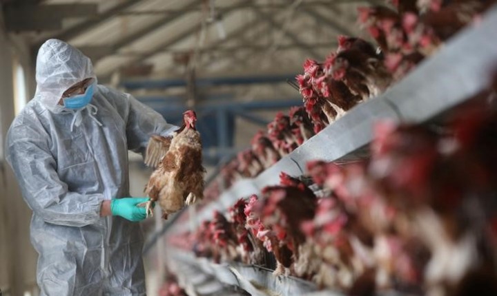 China prevê aumento na importação de carne, diz cônsul comercial