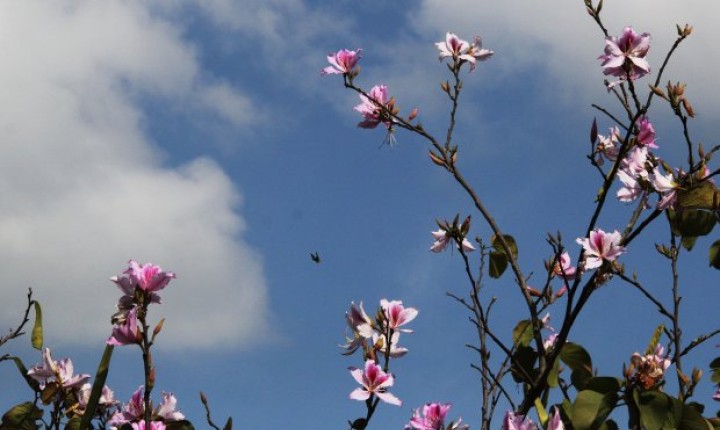 Primavera de 2018 terá temperaturas acima da média em Santa Catarina
