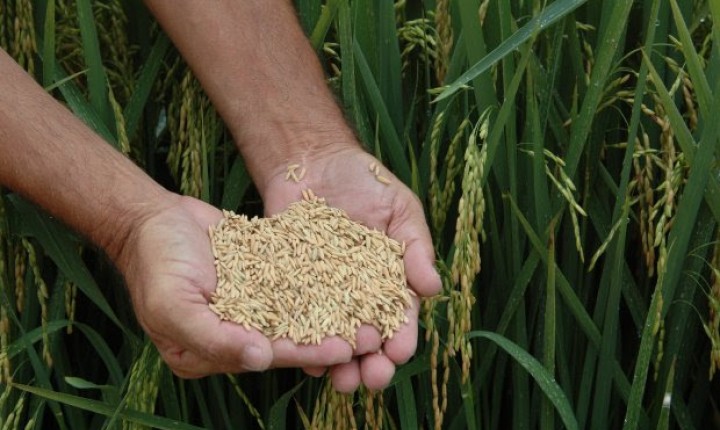 SC fatura US$ 24 milhões com exportação de arroz em 2018, dez vezes mais que no último ano