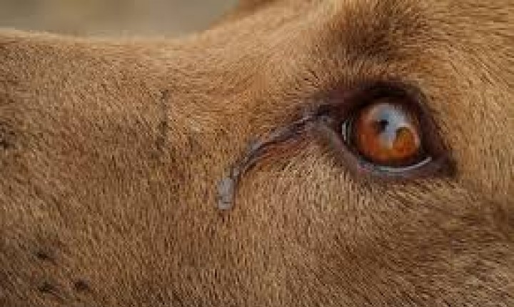  Veja como denunciar maus-tratos praticados contra animais