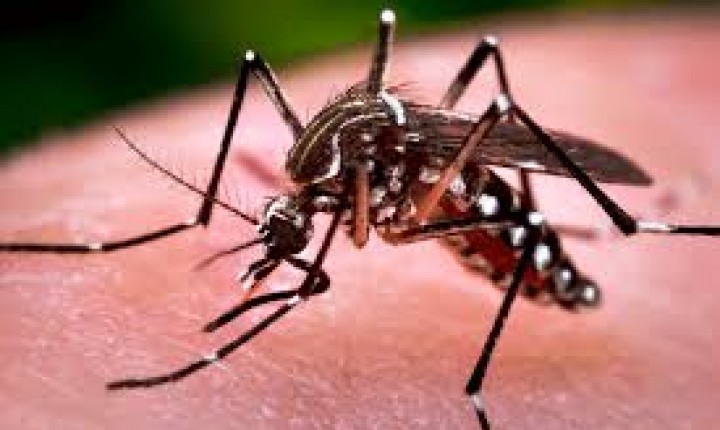 ALERTA: Diretoria de Vigilância Epidemiológica de Santa Catarina (DIVE/SC) divulga boletim atualizado da situação da dengue, zika e chikungunya no Estado