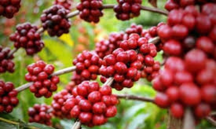 Cafés ocupam quinto lugar no ranking do faturamento das lavouras brasileiras