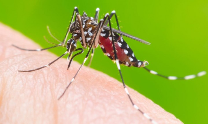 Santa Catarina registra aumento de casos autóctones de dengue