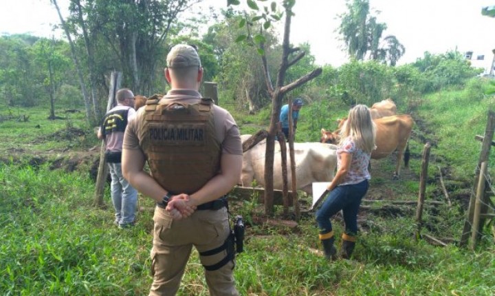 Operações de combate à Farra do Boi envolvem mais de 350 agentes do governo em SC