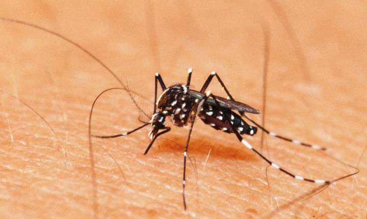 Dive/SC realiza videoconferência estadual para mobilização de controle do Aedes aegypti