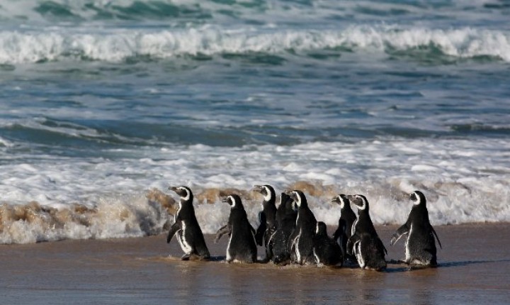 IMA realiza soltura de dez pinguins na praia de Moçambique, em Florianópolis