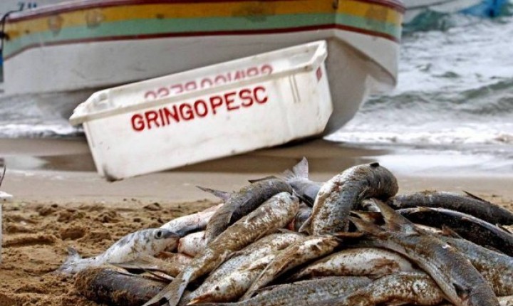 Pesca artesanal da tainha é certificada como patrimônio imaterial de SC