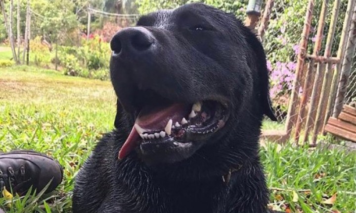 Corpo de Bombeiros Militar dá adeus a cão Barney