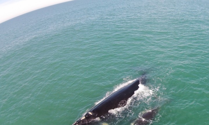 Rota da Baleia Franca: um dos maiores espetáculos de Santa Catarina