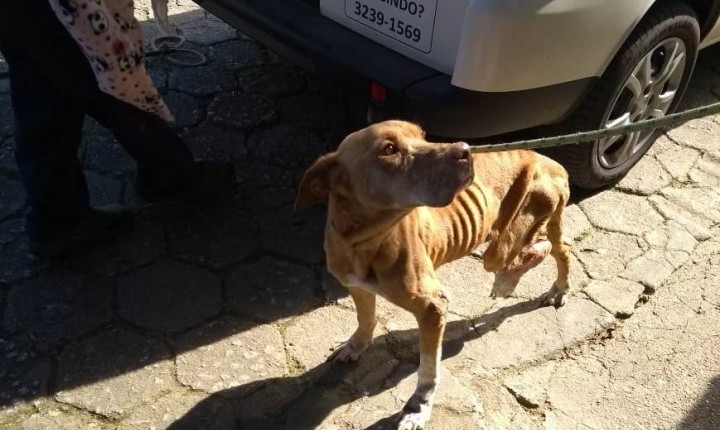 Diretoria do Bem-estar Animal resgata cadela vítima de maus-tratos na Capital