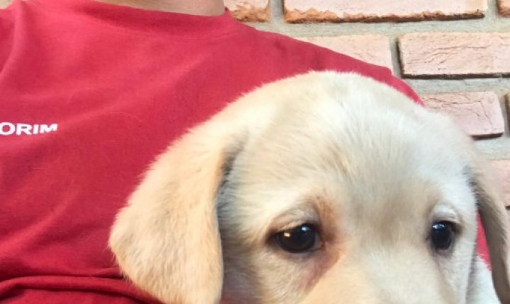 Moana, filhote do Corpo de Bombeiros Militar, é escolhida por especialista em comportamento canino