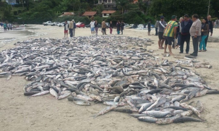 Pesca da tainha temporada 2019 termina nesta quarta