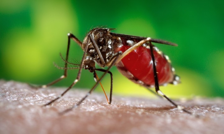 Pesquisa: vírus Zika traz prejuízos motores e de memória a adultos