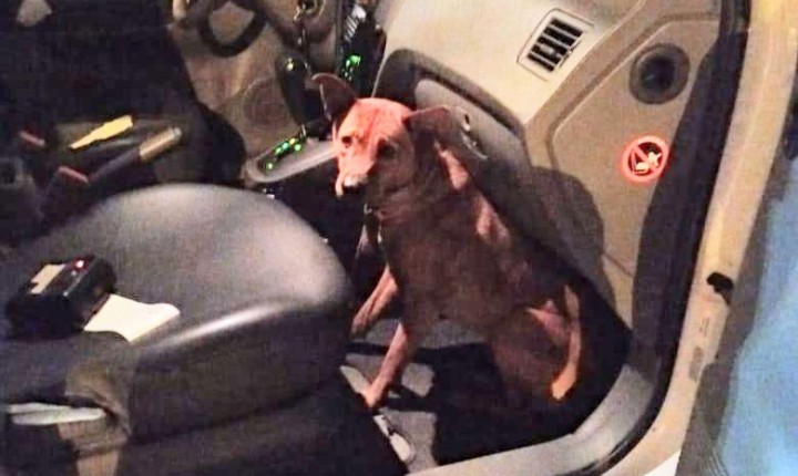 Cachorra resgatada por polícia durante ocorrência está disponível para adoção