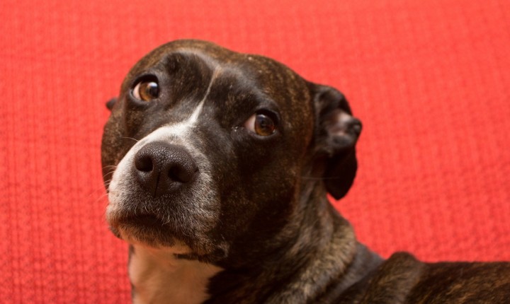 Mulher que invadiu casa para salvar cachorro é absolvida pela Justiça de SC