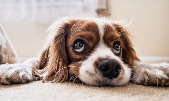 Raiva: Vacinação de cães e gatos é a melhor forma de prevenção