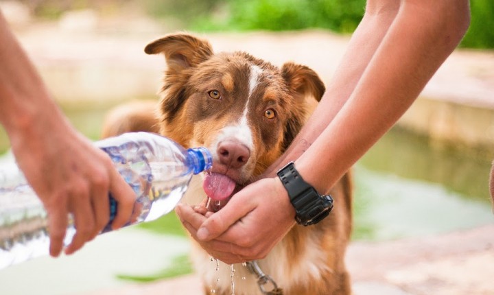 Confira dicas de como proteger seu pet do calor