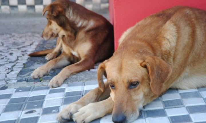 Delegacia Virtual de SC começa a registrar boletins de ocorrência de maus-tratos contra animais