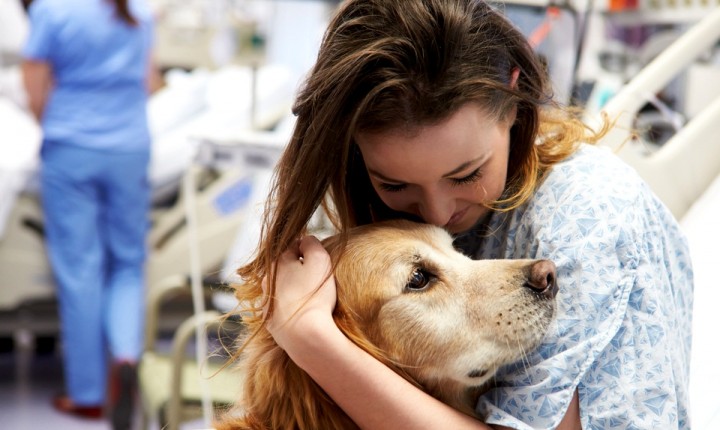 Visitantes ilustres: lei autoriza animais domésticos em hospitais de SC