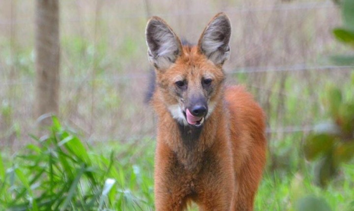 Preservação da espécie: nova cédula de R$ 200 eleva a atenção o lobo-guará