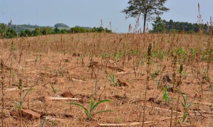Estiagem em SC: avaliação de impactos na produção agropecuária é apresentada pela Secretaria da Agricultura e Epagri 